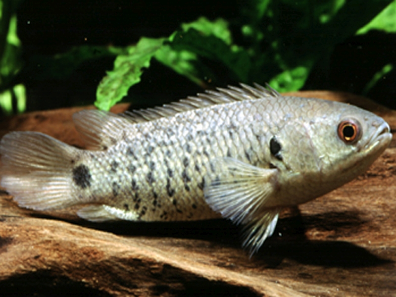 Anabas testudineus  (Bloch, 1792)